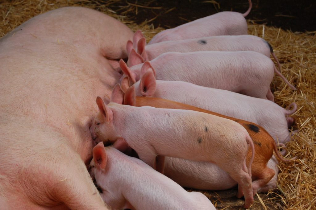 slow food