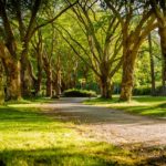 alberi