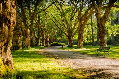 alberi